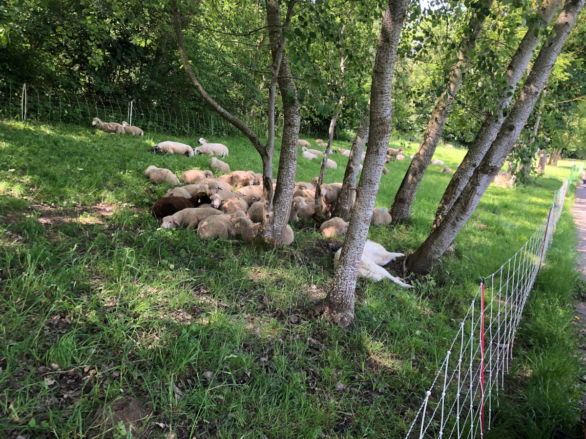 IMG 3798 (1)